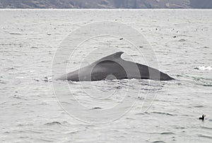 A humback whale and a puffin 3 photo